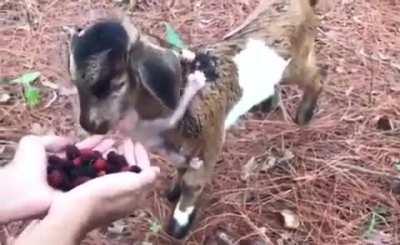 Goat and his little monkey friend