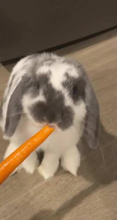 Little treat for little bun 🐰