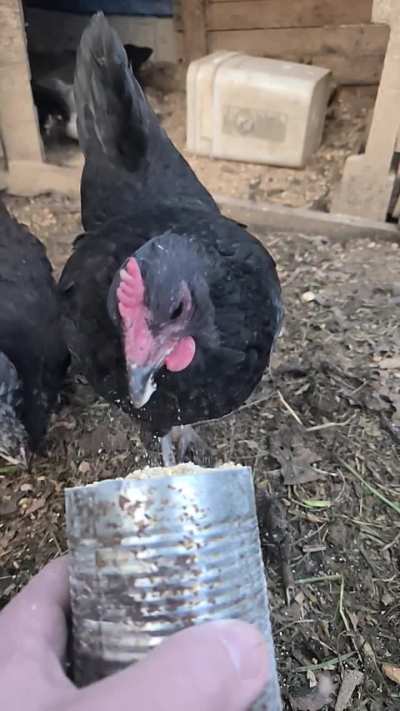 Chicken eating in slow motion