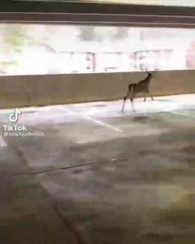 Where the deer goin???