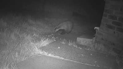 Another video of the badger from last night