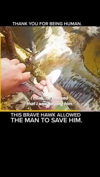 This person saved a hawk that was stuck