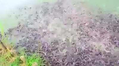 Feed the fish raised in ponds