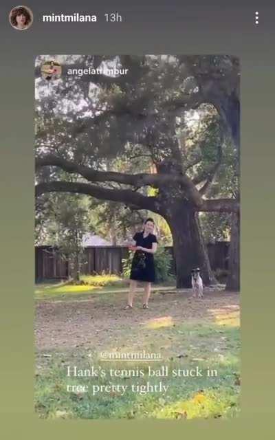 Milana trying to get her dog's tennis ball out of the tree