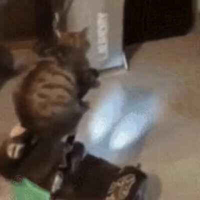 cat on a hoverboard