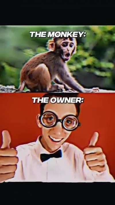 sjw beta cuck marmoset vs sigma chad baboon