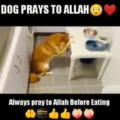 OMG guys I found Draven’s ULTRA halal dog Mahmut and you won’t believe wot happen!!1!😱😱😳🤭😟🥰🙏🙏