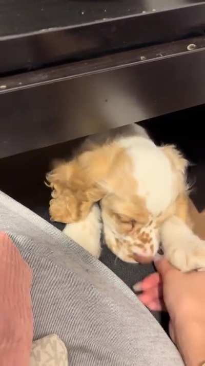 New Addiction of freckle face cocker puppy