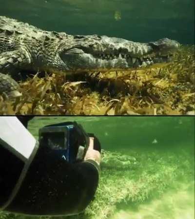 The wildlife filmmaker Russell MacLaughlin does a close encounter with this crocodile and keeping it well in frame