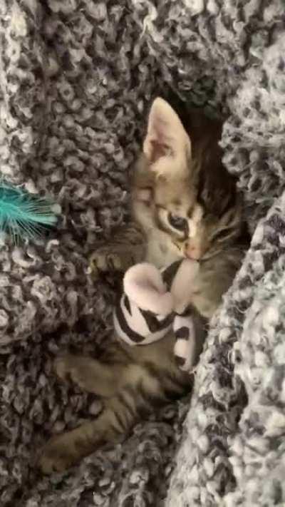 this little criminal was found hiding out in a cars engine