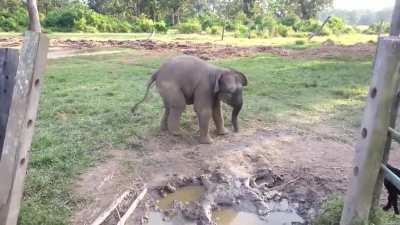 Baby elephant gets scared by a goat and runs to momma.