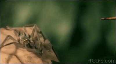 Ant commits suicide,,,,,,,,