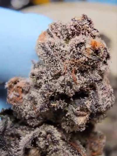 Seeded bud from my last round of crosses. I'll collect the seeds and make some bubble with the leftover material