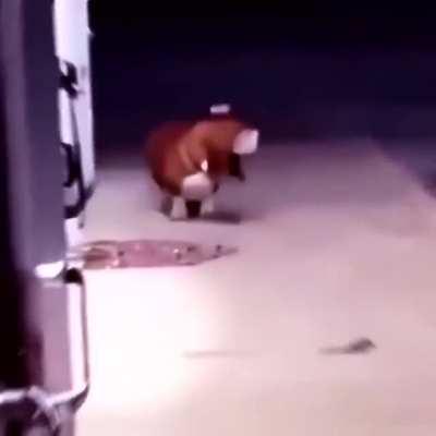 Ending a showdown series with a 0.02 K/D and feeling good about myself