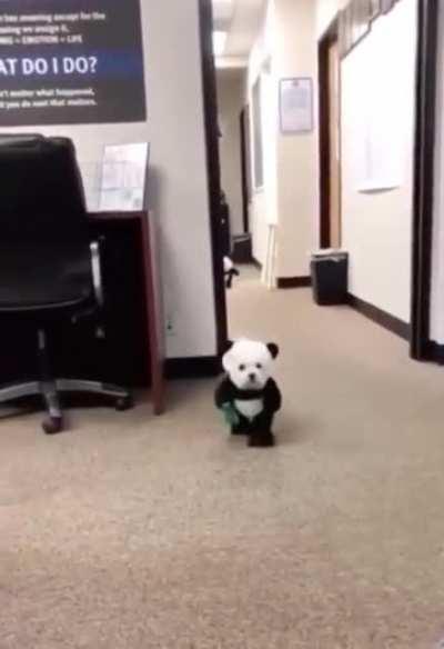 Puppy pandas!