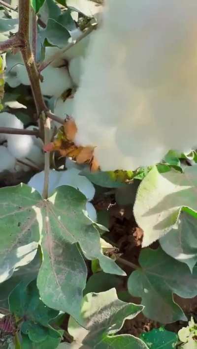 Picking cotton from a plant