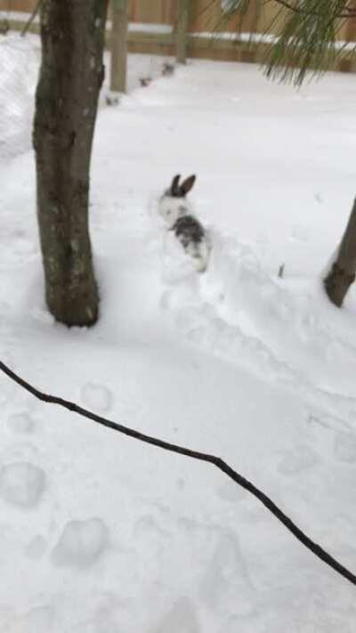 Super rare sighting of the Northeastern Shovelhead rabbit