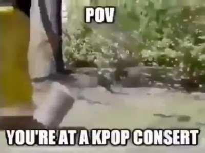 Get out of our Fatneek's sanctuary