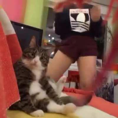 What are you doing human?