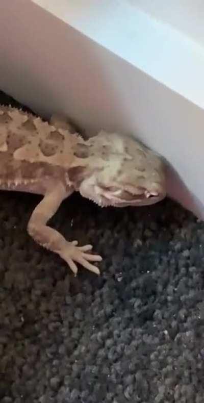 No buddy, you can’t eat carpet.