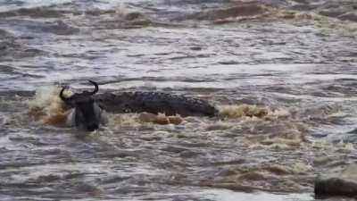 18-20ft Nile Crocodile crushing an adult Wildebeest.