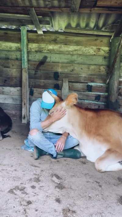 Cow at an animal sanctuary relaxing with the man who helped rescue them
