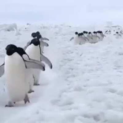 Penguins have the happiest walk