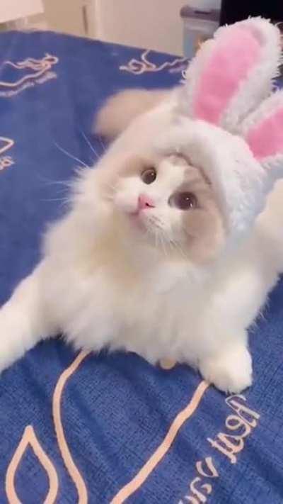 Котиков вам в ленту