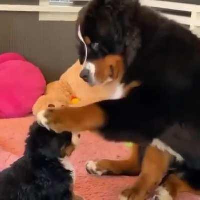 “Look, I am your father”