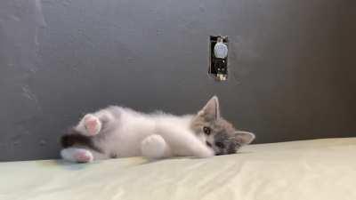 WANTED: Too tiny Tommy