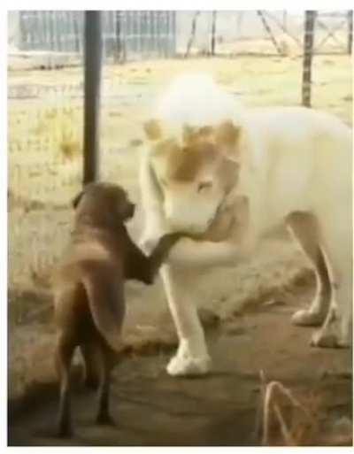 Esse leão deu muita sorte, correu risco de vida, caramelo botou só pra beijar a mão, ops a pata