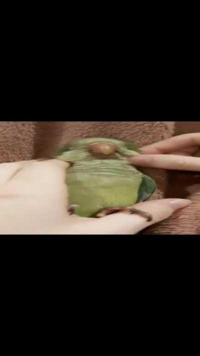 Emperor Matcha enjoys cheek scritches while winding down for bed 💚