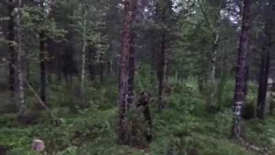 Eino and Hukko, the forest duo - level 40 - world 40