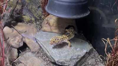 A less than graceful feeding