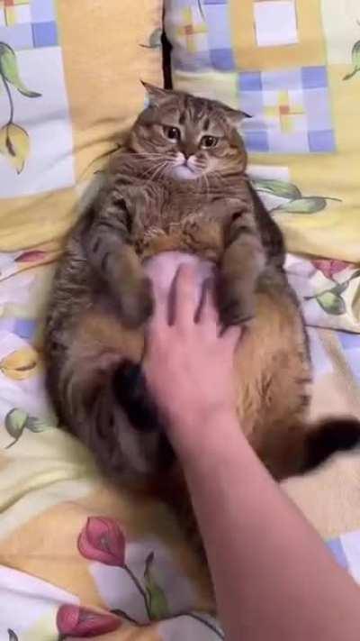 Chonk Cat