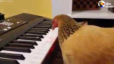 This animal can play the piano better than I can