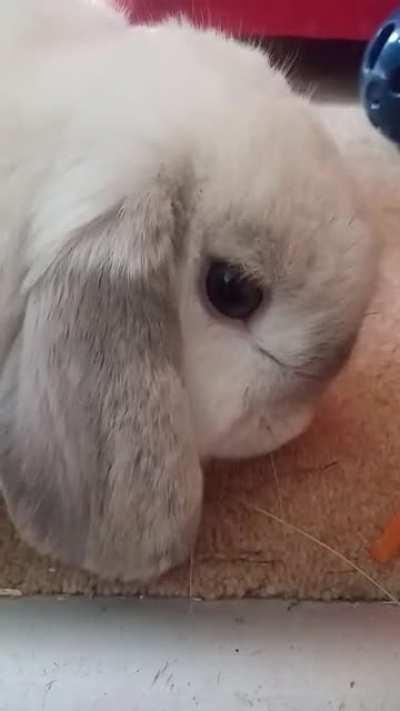 Marshmallow eating carrot