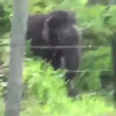 After learning that it was an electric fence, the elephant now knows how to bypass the fence