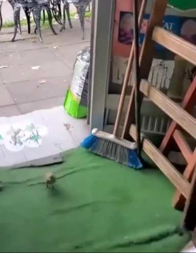 Un pájaro se estaba peleando con las palomas y el dueño de la forrajera tuvo que intervenir