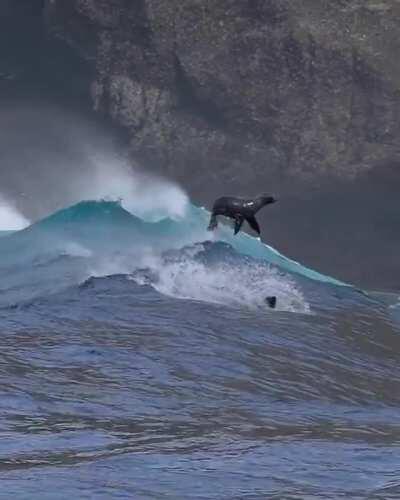 🔥 Sea Lions playing in huge waves near Santa Barbara - California