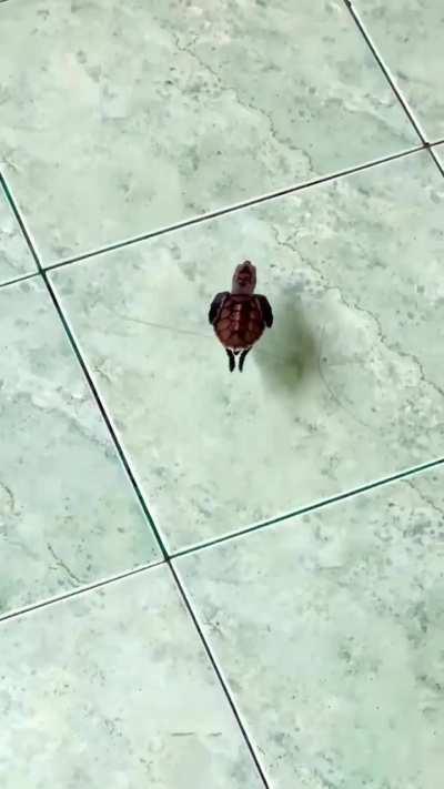 Little turtle casually swimming. ❤️