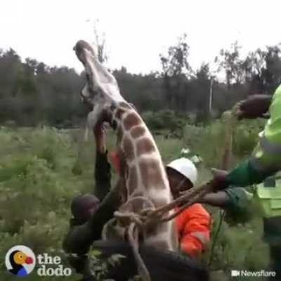 (credit: u/forefinger) idiots put tire on giraffe