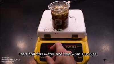 Boiled dirty water under the microscope