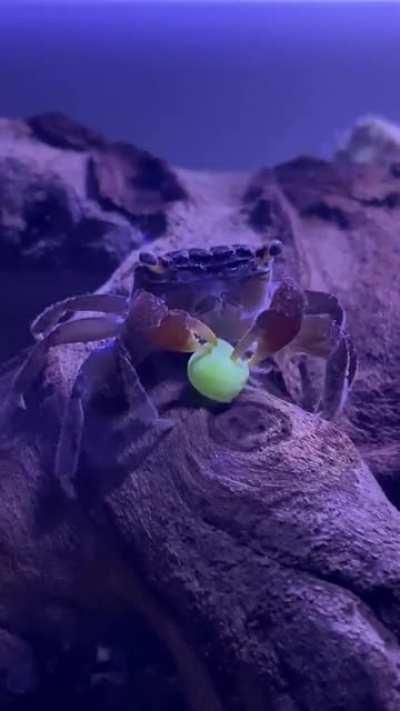 Eugene enjoying a pea.