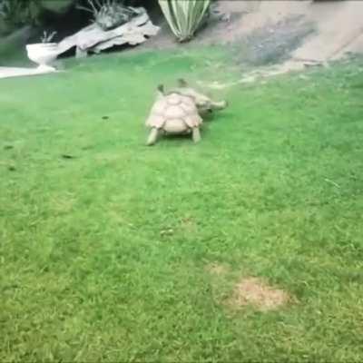 A Tortoise sees his pal overturned and struggling, so he rushes to his aid.