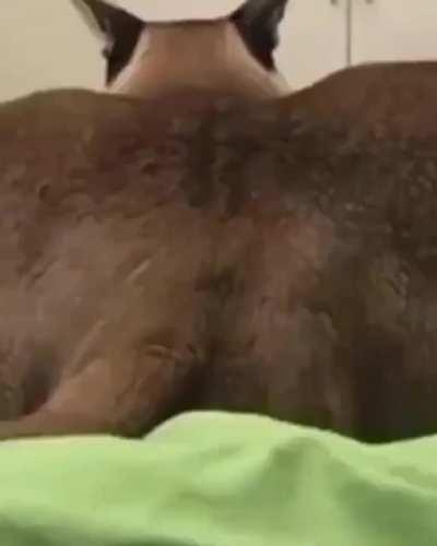 a message from floppa- watch at your own risk 😔