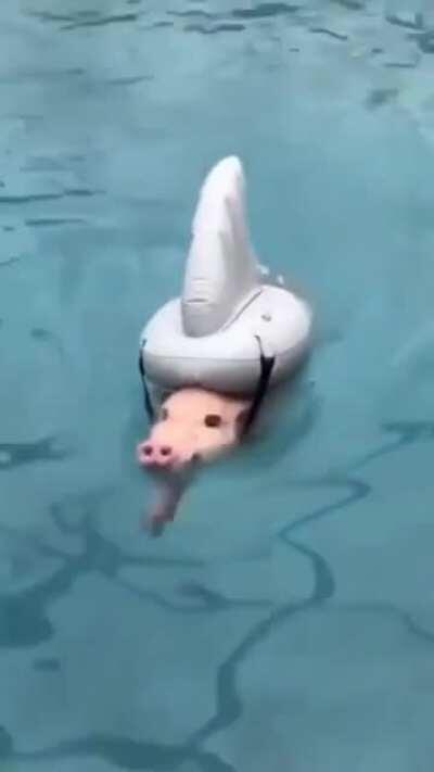 PeRsOn reCOrDS TheiR LAST momeNTs aS dEadly SHaRK ATtaCkS