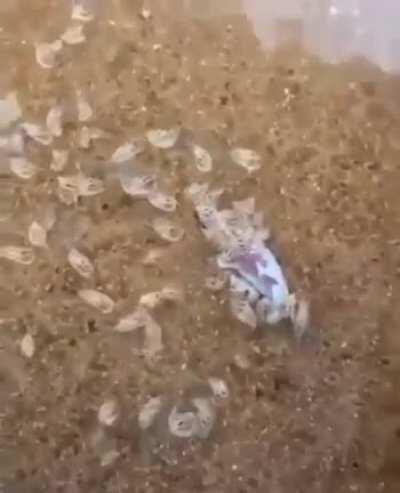 They only reveal themselves to eat