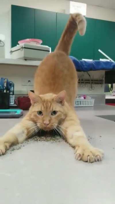 Quality Control Manager testing the latest grow