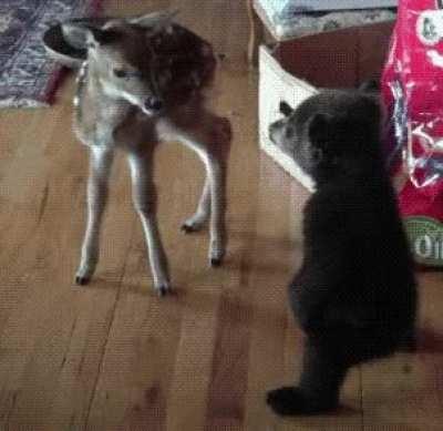 Baby bear gets his first kiss from a fawn